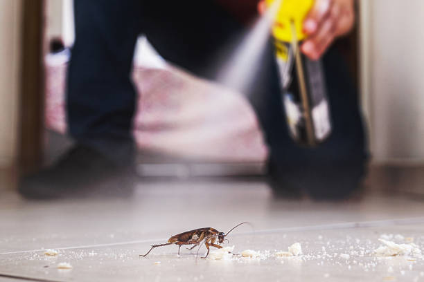 Best Spider Control Near Me  in Lantana, FL